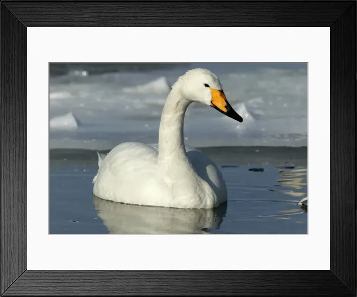 Framed Print : Whooper Swan Lake Kushiro, Hokkaido, Japan Framed Print : Whooper Swan Lake Kushiro, Hokkaido, Japan