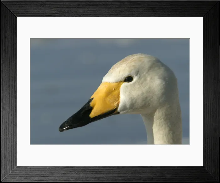 Framed Print : Whooper Swan - close-up of head Lake Kushiro, Hokkaido, Japan Framed Print : Whooper Swan - close-up of head Lake Kushiro, Hokkaido, Japan