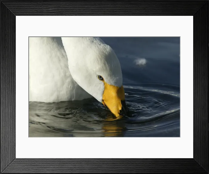 Framed Print : Whooper Swan Lake Kushiro, Hokkaido, Japan Framed Print : Whooper Swan Lake Kushiro, Hokkaido, Japan