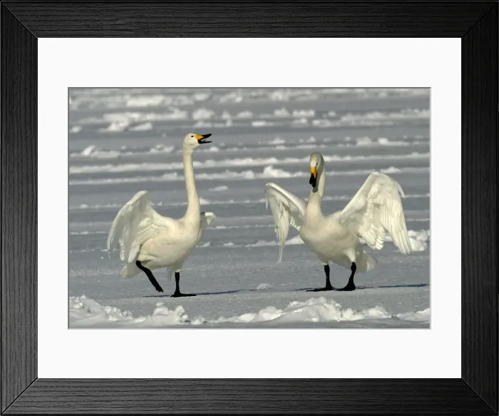 Framed Print : Whooper Swan - two Lake Kushiro, Hokkaido, Japan Framed Print : Whooper Swan - two Lake Kushiro, Hokkaido, Japan