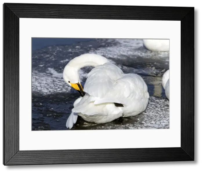 Framed Print : Whooper Swan - preening with oil gland Lake Kushiro, Hokkaido, Japan Framed Print : Whooper Swan - preening with oil gland Lake Kushiro, Hokkaido, Japan