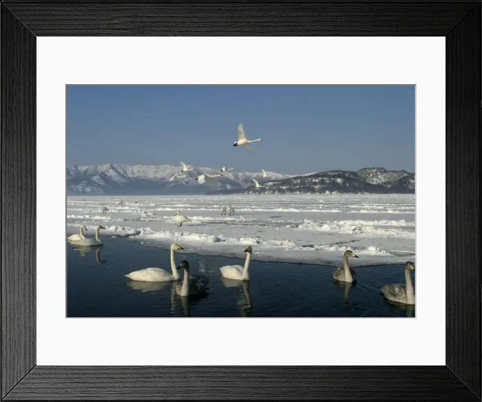Framed Print : Whooper Swan Lake Kushiro, Hokkaido, Japan Framed Print : Whooper Swan Lake Kushiro, Hokkaido, Japan