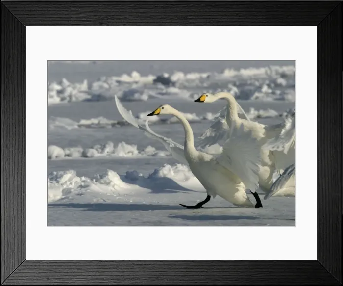 Framed Print : Whooper Swan - two taking off Lake Kushiro, Hokkaido, Japan Framed Print : Whooper Swan - two taking off Lake Kushiro, Hokkaido, Japan