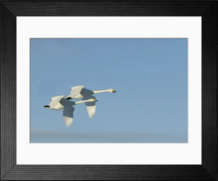 Framed Print : Whooper Swan - two in flight Lake Kushiro, Hokkaido, Japan Framed Print : Whooper Swan - two in flight Lake Kushiro, Hokkaido, Japan