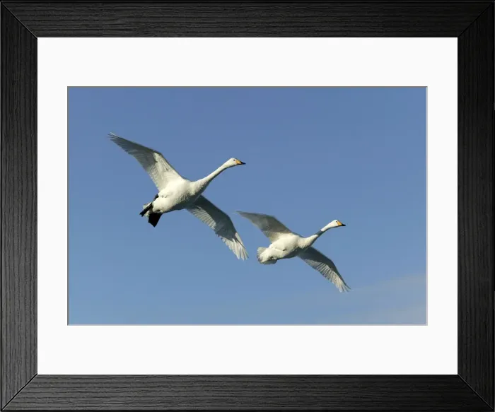 Framed Print : Whooper Swan - two in flight Lake Kushiro, Hokkaido, Japan Framed Print : Whooper Swan - two in flight Lake Kushiro, Hokkaido, Japan
