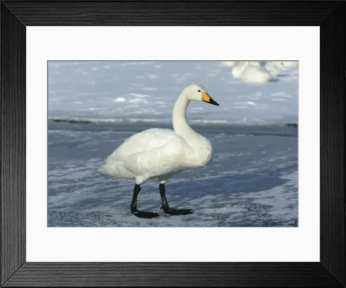 Framed Print : Whooper Swan Lake Kushiro, Hokkaido, Japan