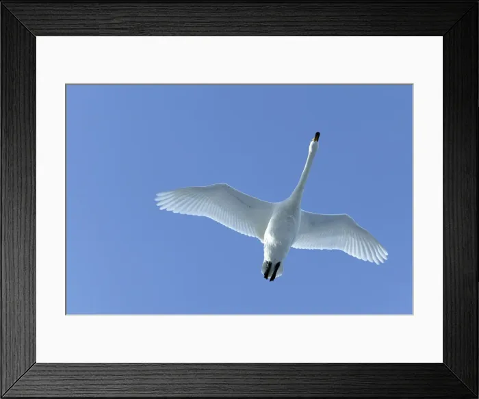 Framed Print : Whooper Swan - in flight Lake Kushiro, Hokkaido, Japan Framed Print : Whooper Swan - in flight Lake Kushiro, Hokkaido, Japan