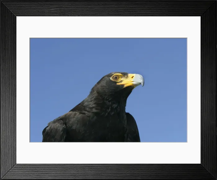 Framed Print : Verreaux's Eagle Framed Print : Verreaux's Eagle