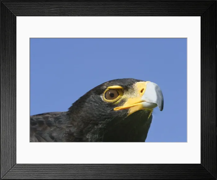 Framed Print : Aigle de Verreaux Black Eagle Aquila verreauxii Framed Print : Aigle de Verreaux Black Eagle Aquila verreauxii