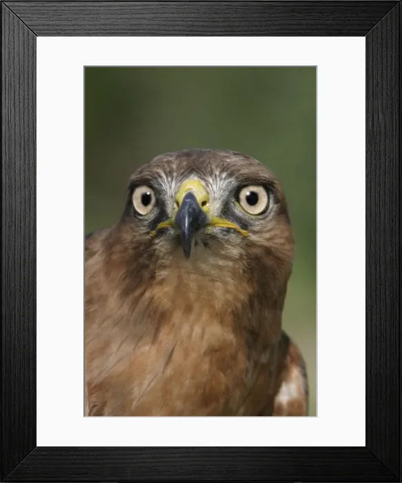 Framed Print : Buse a queue rousse Jackal Buzzard Buteo rufofuscus Framed Print : Buse a queue rousse Jackal Buzzard Buteo rufofuscus