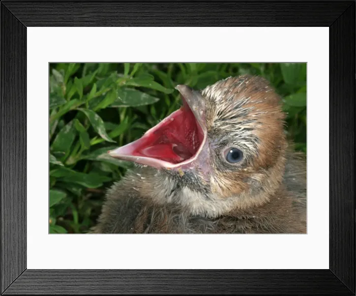 Framed Print : geai des chenes au nid Garrulus glandarius Framed Print : geai des chenes au nid Garrulus glandarius
