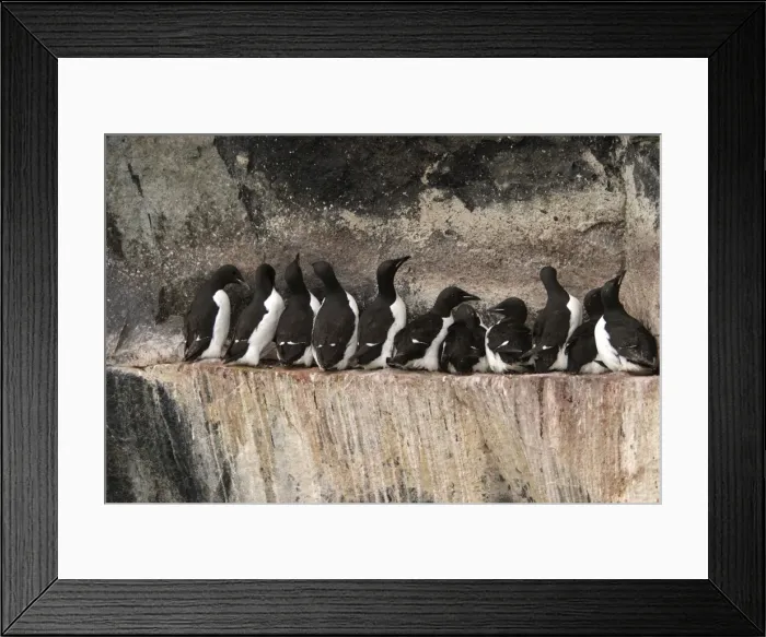 Framed Print : Brunnich's Guillemot / Thick-billed Murre - group on cliff edge Framed Print : Brunnich's Guillemot / Thick-billed Murre - group on cliff edge