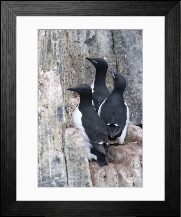 Framed Print : Brunnich's Guillemot / Thick-billed Murre - three on cliff edge Framed Print : Brunnich's Guillemot / Thick-billed Murre - three on cliff edge