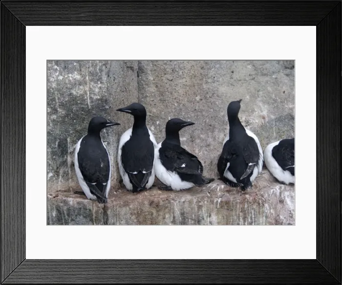 Framed Print : Brunnich's Guillemot / Thick-billed Murre - group on cliff edge Framed Print : Brunnich's Guillemot / Thick-billed Murre - group on cliff edge