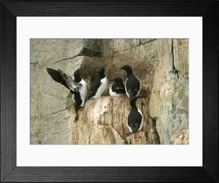 Framed Print : Brunnich's Guillemot / Thick-billed Murre - group on cliff edge Framed Print : Brunnich's Guillemot / Thick-billed Murre - group on cliff edge