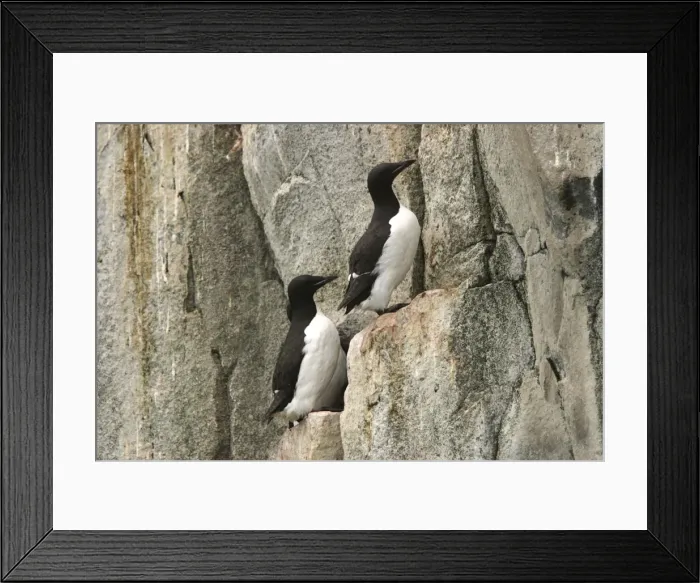 Framed Print : Brunnich's Guillemot / Thick-billed Murre - two on cliff edge Framed Print : Brunnich's Guillemot / Thick-billed Murre - two on cliff edge