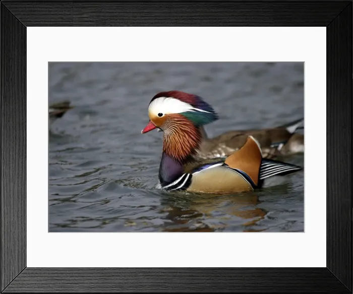 Framed Print : canard mandarin