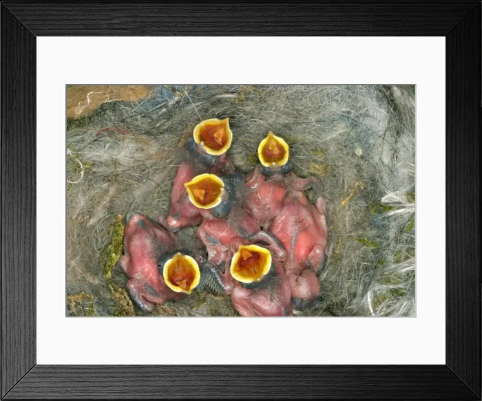 Framed Print : mesange charbonniere au nid great tit in the nest parus major Framed Print : mesange charbonniere au nid great tit in the nest parus major