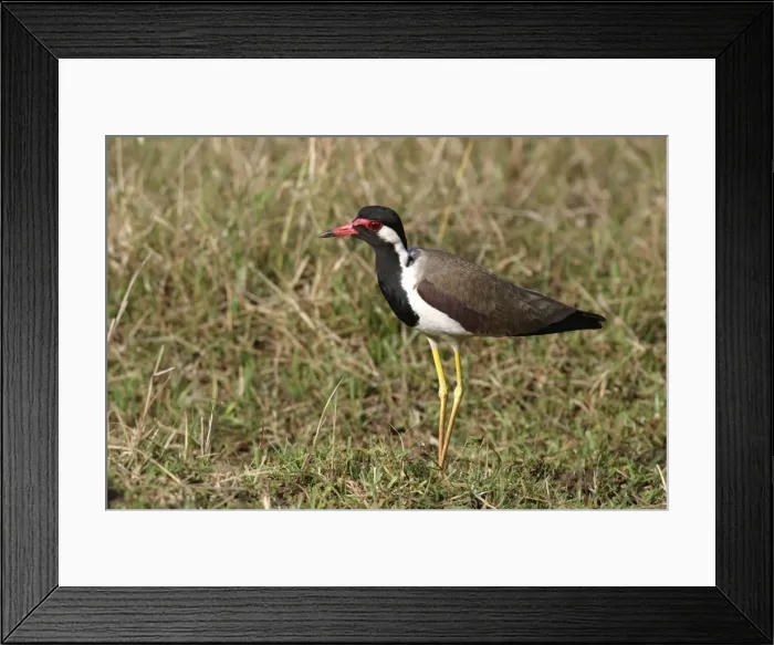 Framed Print : vanneau indien a bandhavgarh - parc national d'inde- redwattled lapwing vannelus indicus Framed Print : vanneau indien a bandhavgarh - parc national d'inde- redwattled lapwing vannelus indicus