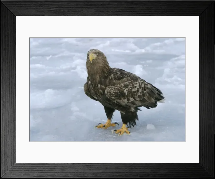 Framed Print : White-tailed Sea / Grey Sea Eagle. Hokkaido, Japan Framed Print : White-tailed Sea / Grey Sea Eagle. Hokkaido, Japan
