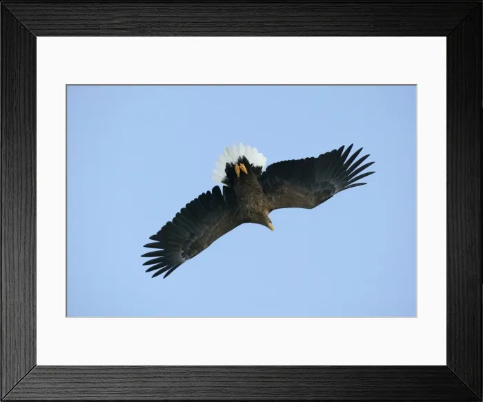 Framed Print : White-tailed Sea  /  Grey Sea Eagle - in flight. Hokkaido, Japan