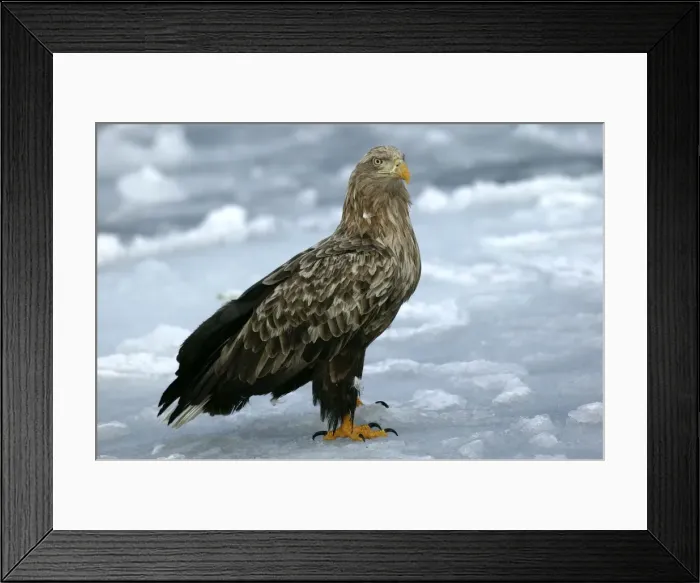 Framed Print : White-tailed Sea / Grey Sea Eagle. Hokkaido, Japan Framed Print : White-tailed Sea / Grey Sea Eagle. Hokkaido, Japan