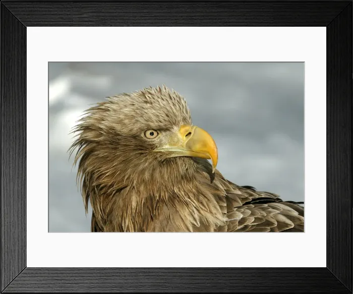 Framed Print : White-tailed Sea / Grey Sea Eagle - close-up of head. Hokkaido, Japan Framed Print : White-tailed Sea / Grey Sea Eagle - close-up of head. Hokkaido, Japan