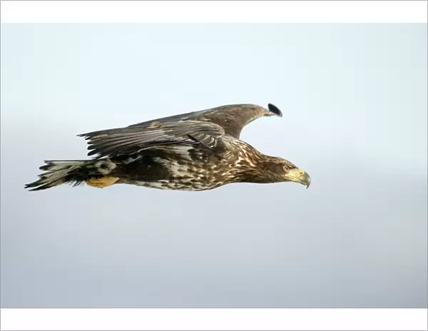 White-tailed Sea  /  Grey Sea Eagle - in flight. Hokkaido, Japan