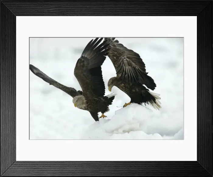 Framed Print : White-tailed Sea / Grey Sea Eagle - two. Hokkaido, Japan Framed Print : White-tailed Sea / Grey Sea Eagle - two. Hokkaido, Japan