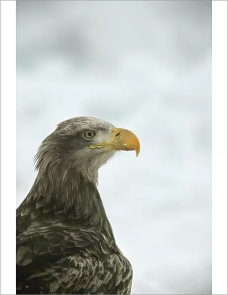 White-tailed Sea  /  Grey Sea Eagle - close-up of head. Hokkaido, Japan