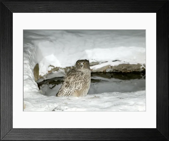 Framed Print : Blakiston's Fish Owl. Hokkaido, Japan Framed Print : Blakiston's Fish Owl. Hokkaido, Japan
