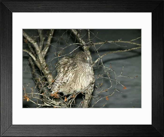 Framed Print : Blakiston's Fish Owl. Hokkaido, Japan Framed Print : Blakiston's Fish Owl. Hokkaido, Japan