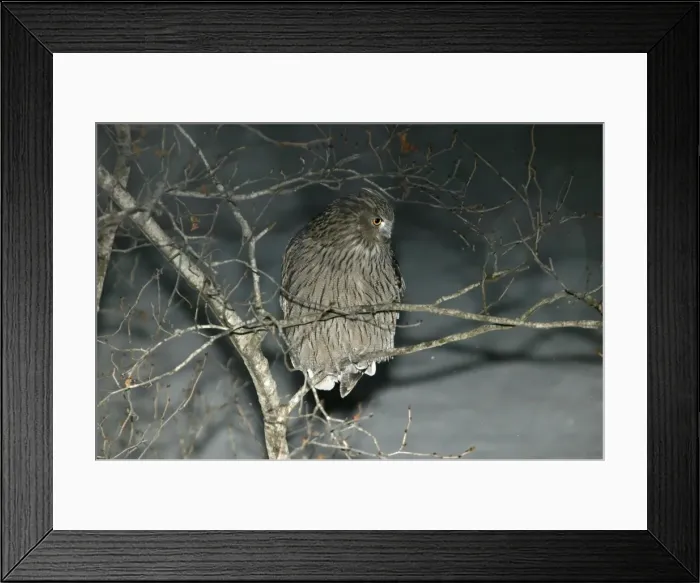 Framed Print : Blakiston's Fish Owl. Hokkaido, Japan Framed Print : Blakiston's Fish Owl. Hokkaido, Japan