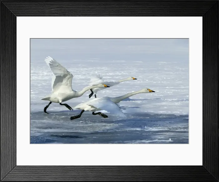 Framed Print : Whooper Swan - three taking off. Hokkaido, Japan Framed Print : Whooper Swan - three taking off. Hokkaido, Japan