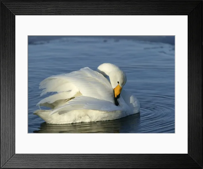 Framed Print : Whooper Swan - preening. Hokkaido, Japan Framed Print : Whooper Swan - preening. Hokkaido, Japan