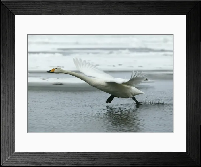 Framed Print : Whooper Swan - taking off. Hokkaido, Japan Framed Print : Whooper Swan - taking off. Hokkaido, Japan