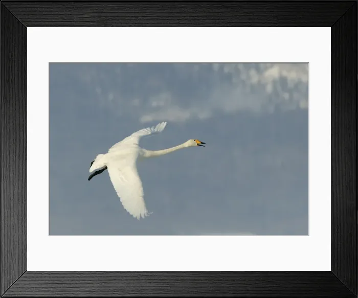 Framed Print : Whooper Swan - in flight. Hokkaido, Japan Framed Print : Whooper Swan - in flight. Hokkaido, Japan