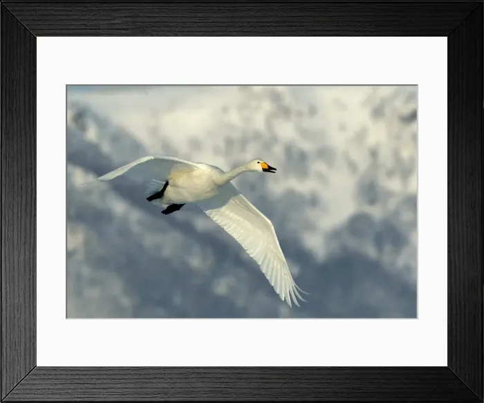 Framed Print : Whooper Swan - in flight. Hokkaido, Japan Framed Print : Whooper Swan - in flight. Hokkaido, Japan