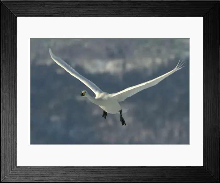 Framed Print : Whooper Swan - in flight. Hokkaido, Japan Framed Print : Whooper Swan - in flight. Hokkaido, Japan