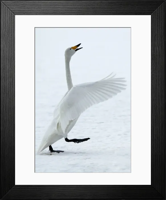 Framed Print : Whooper Swan -flapping wings. Hokkaido, Japan Framed Print : Whooper Swan -flapping wings. Hokkaido, Japan