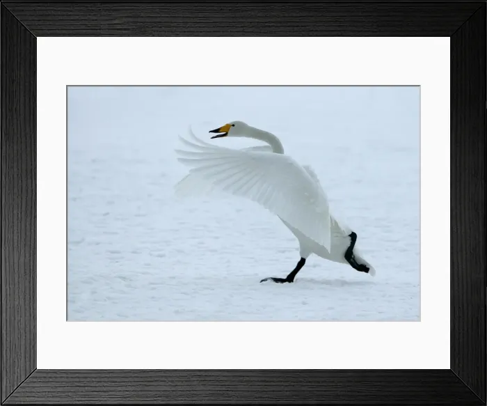 Framed Print : Whooper Swan - taking off. Hokkaido, Japan