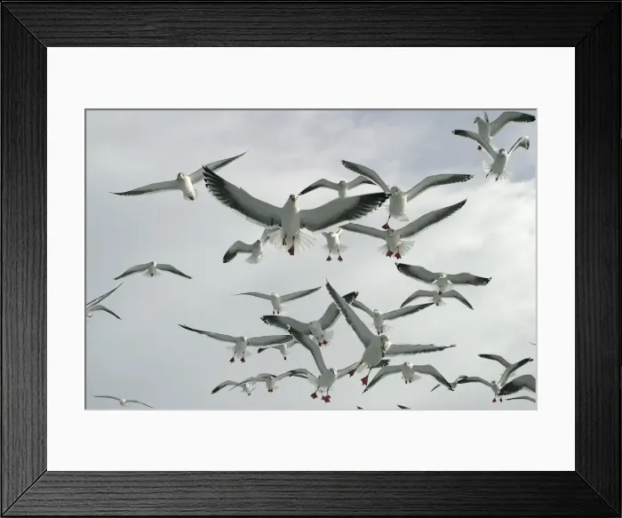 Framed Print : Slaty-Backed Gull - flock in flight. Hokkaido, Japan Framed Print : Slaty-Backed Gull - flock in flight. Hokkaido, Japan