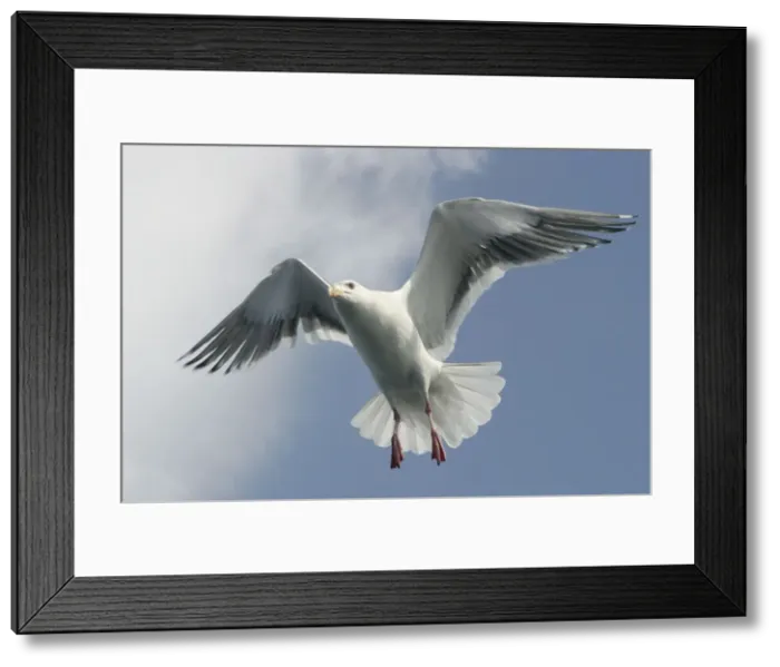 Framed Print : Slaty-Backed Gull - in flight. Hokkaido, Japan Framed Print : Slaty-Backed Gull - in flight. Hokkaido, Japan