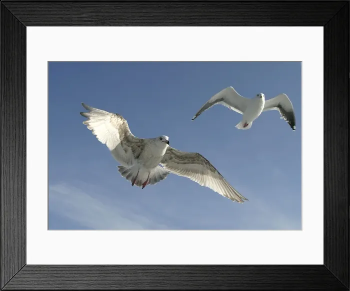 Framed Print : Slaty-Backed Gull - in flight. Hokkaido, Japan Framed Print : Slaty-Backed Gull - in flight. Hokkaido, Japan