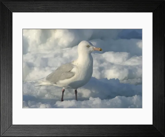 Framed Print : Slaty-Backed Gull. Hokkaido, Japan Framed Print : Slaty-Backed Gull. Hokkaido, Japan
