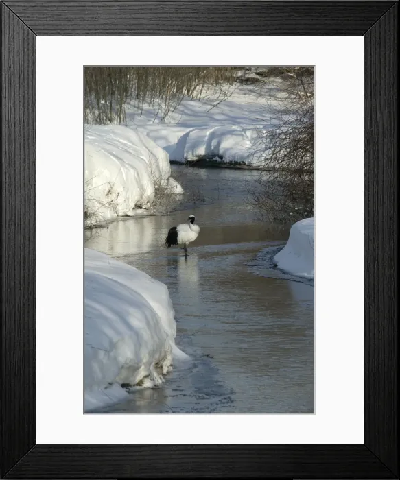 Framed Print : Red-Crowned Crane - standing in stream. Hokkaido, Japan Framed Print : Red-Crowned Crane - standing in stream. Hokkaido, Japan