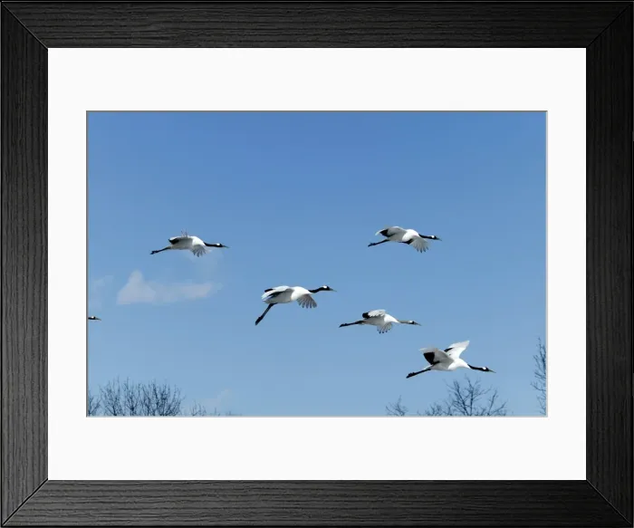 Framed Print : Red-Crowned Crane - in flight. Hokkaido, Japan Framed Print : Red-Crowned Crane - in flight. Hokkaido, Japan