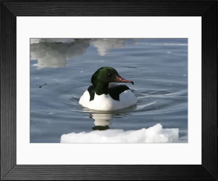 Framed Print : Goosander. Hokkaido, Japan Framed Print : Goosander. Hokkaido, Japan