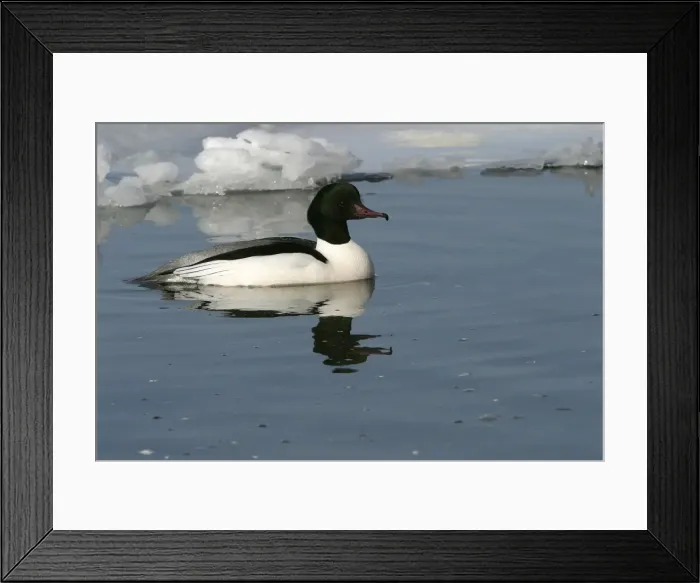 Framed Print : Goosander. Hokkaido, Japan Framed Print : Goosander. Hokkaido, Japan
