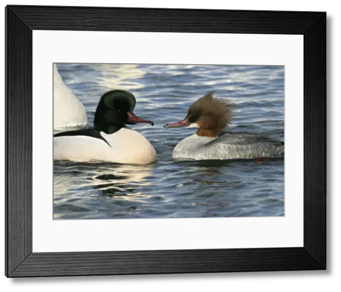 Framed Print : Goosander - pair. Hokkaido, Japan
